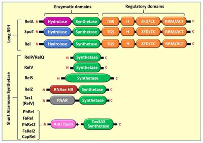 Pleiotropic Effects of Bacterial Small Alarmone Synthetases: Underscoring the Dual-Domain Small Alarmone Synthetases in Mycobacterium smegmatis